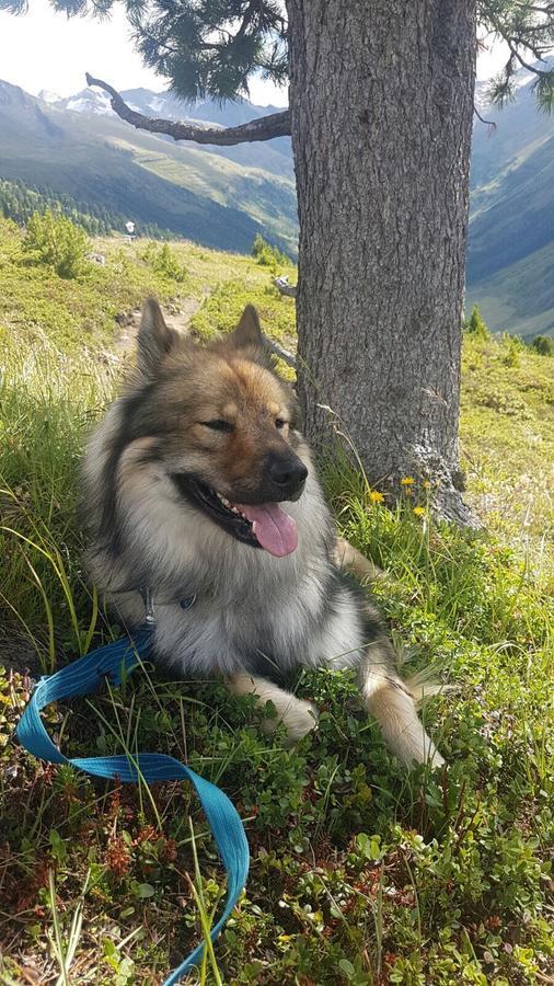 Apart Zillertal Aschau Im Zillertal Zewnętrze zdjęcie